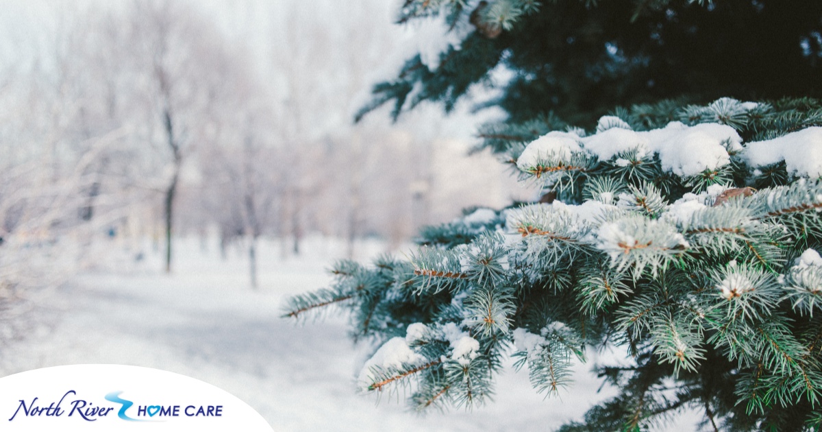 A tree and road are covered in snow representing winter and the senior safety that should be prioritized during the season.