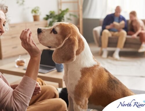 Pawsitive Impact: How Dogs Enhance Senior Well-being